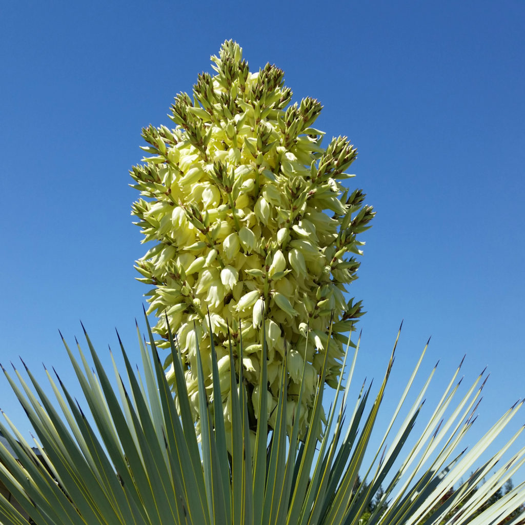 Yucca rostrata - Beaked Yucca - Mid Valley Trees