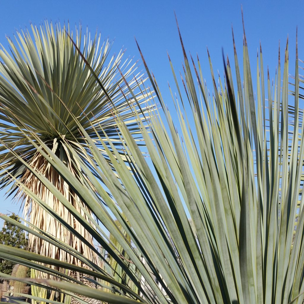 Yucca rostrata - Beaked Yucca - Mid Valley Trees