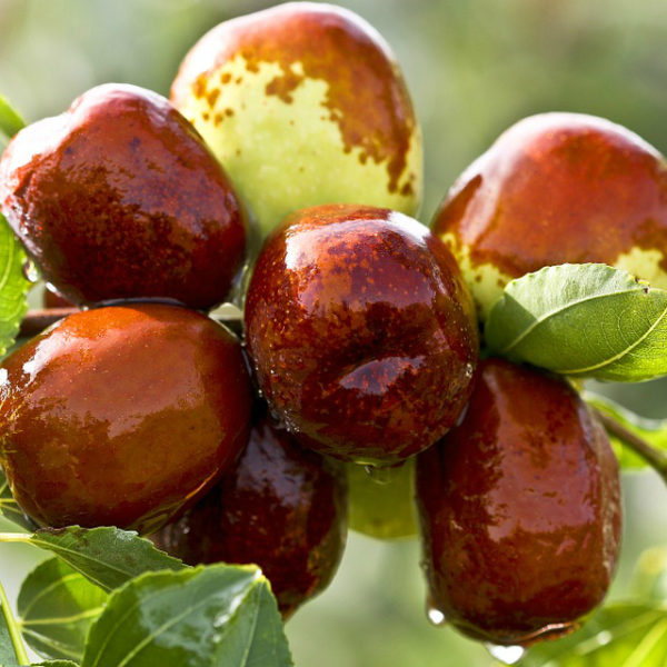 Ziziphus jujuba 'Li' Jujube