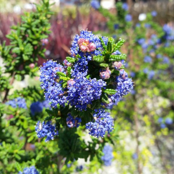 Ceanothus x 'Dark Star' - Wild Lilac - Image 4