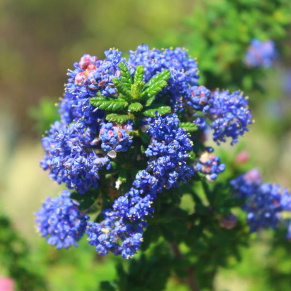 Ceanothus x 'Dark Star' - Wild Lilac