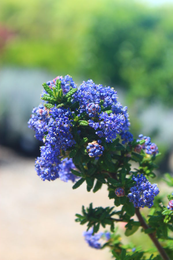 Ceanothus x 'Dark Star' - Wild Lilac - Image 3