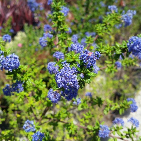 Ceanothus x 'Dark Star' - Wild Lilac - Image 2