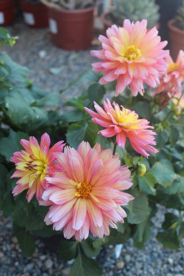 Dahlia grandiflora 'XXL Sunset' - Image 3