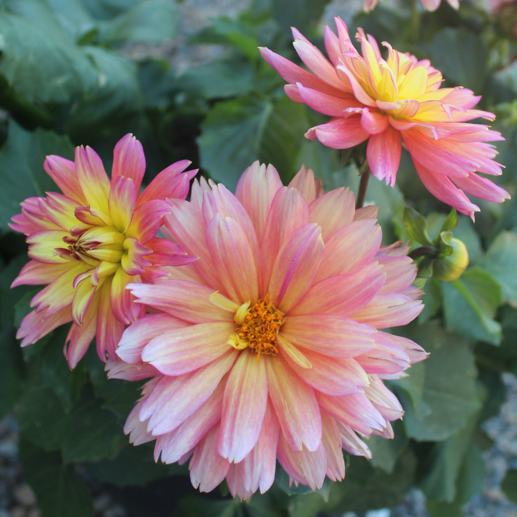 Dahlia grandiflora 'XXL Sunset' - Mid Valley Trees