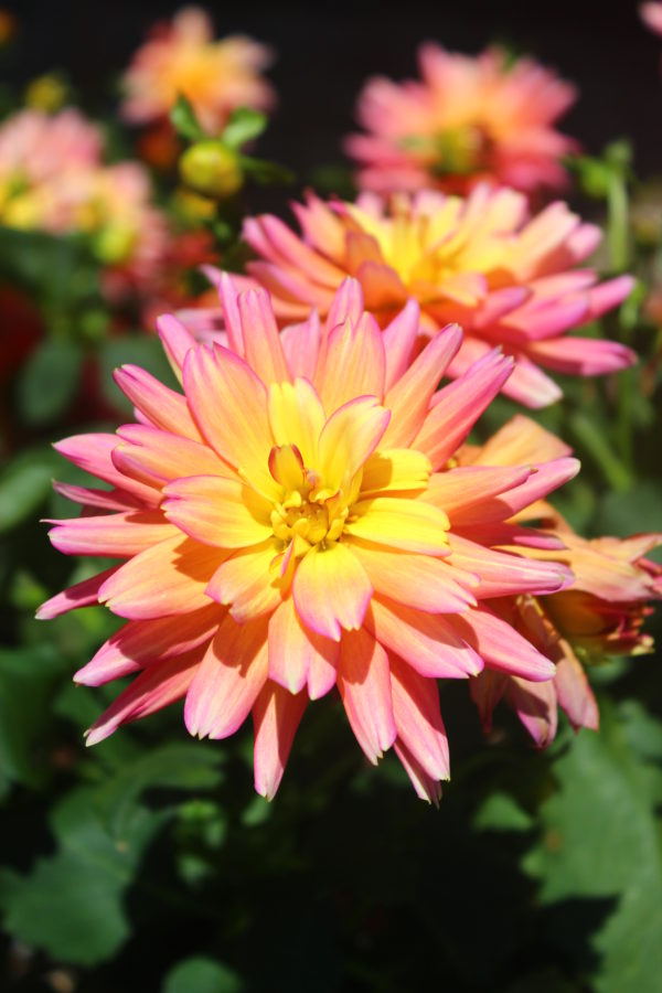 Dahlia grandiflora 'XXL Sunset' - Image 2