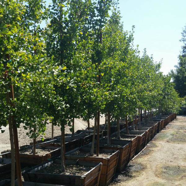 Ginkgo biloba 'Autumn Gold' - Maidenhair Tree - Image 4