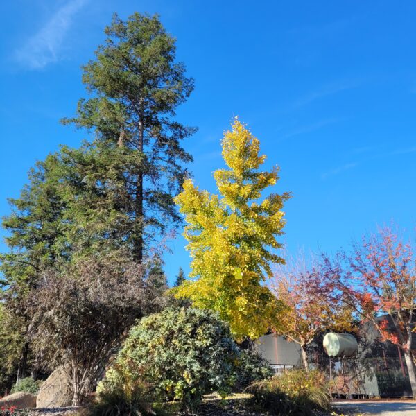 Ginkgo biloba 'Autumn Gold' - Maidenhair Tree - Image 3