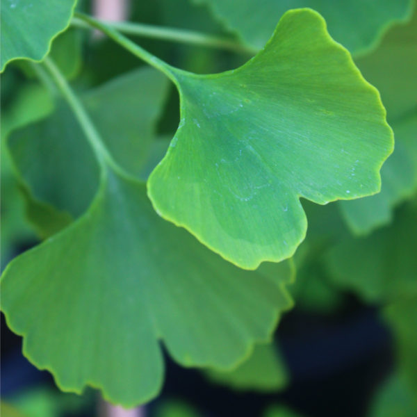 Ginkgo biloba 'Autumn Gold' - Maidenhair Tree - Image 6