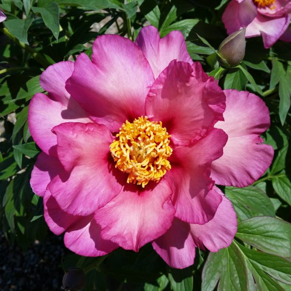 Paeonia x 'Smith Opus 2' - Peony