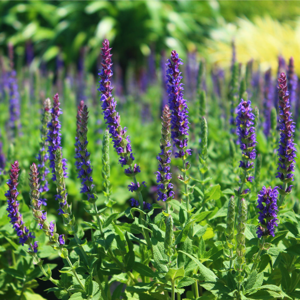 Salvia nemorosa 'Marcus' - Dwarf Blue Sage - Mid Valley Trees