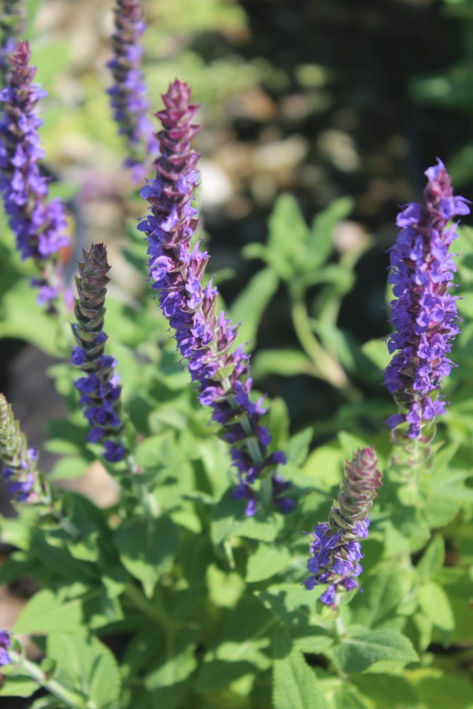 Salvia nemorosa 'Marcus' - Dwarf Blue Sage - Mid Valley Trees