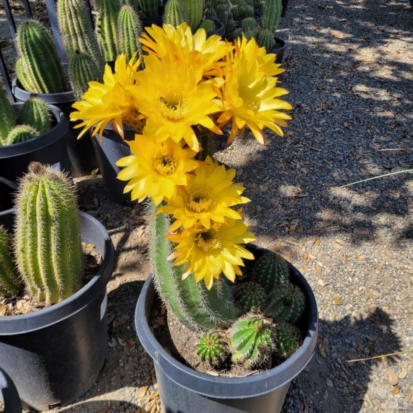 Trichocereus Hybrids - Cactus - Mid Valley Trees