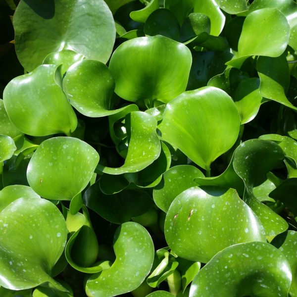 Water Hyacinth - Image 2