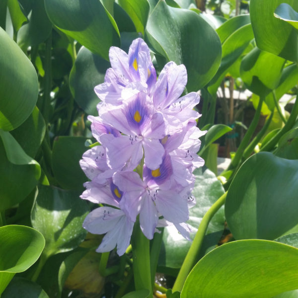 Water Hyacinth