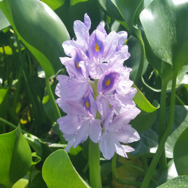 Water Hyacinth - Image 3