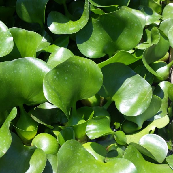 Water Hyacinth - Image 4