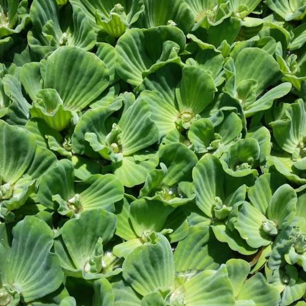 Water Lettuce - Image 2