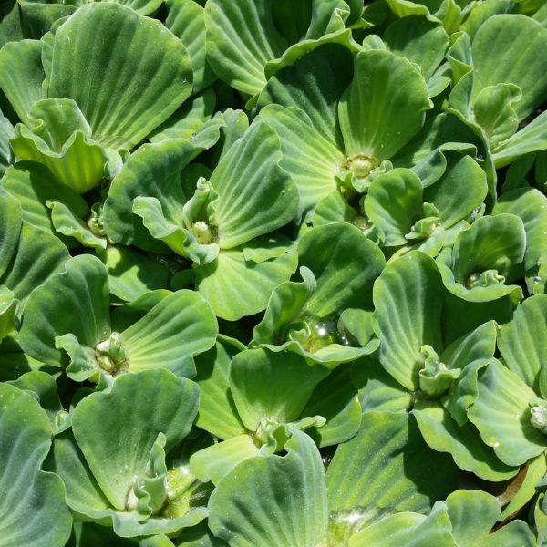 Water Lettuce