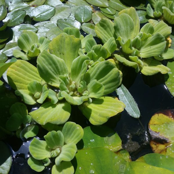 Water Lettuce - Image 3