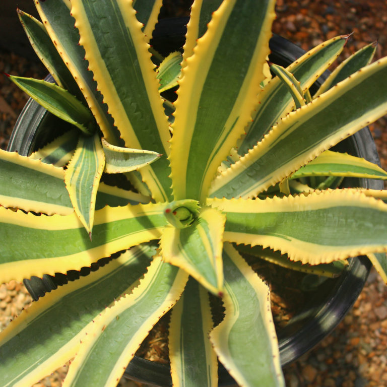 Agave murpheyi 'marginata' - Variegated Hohokam Agave - Mid Valley Trees