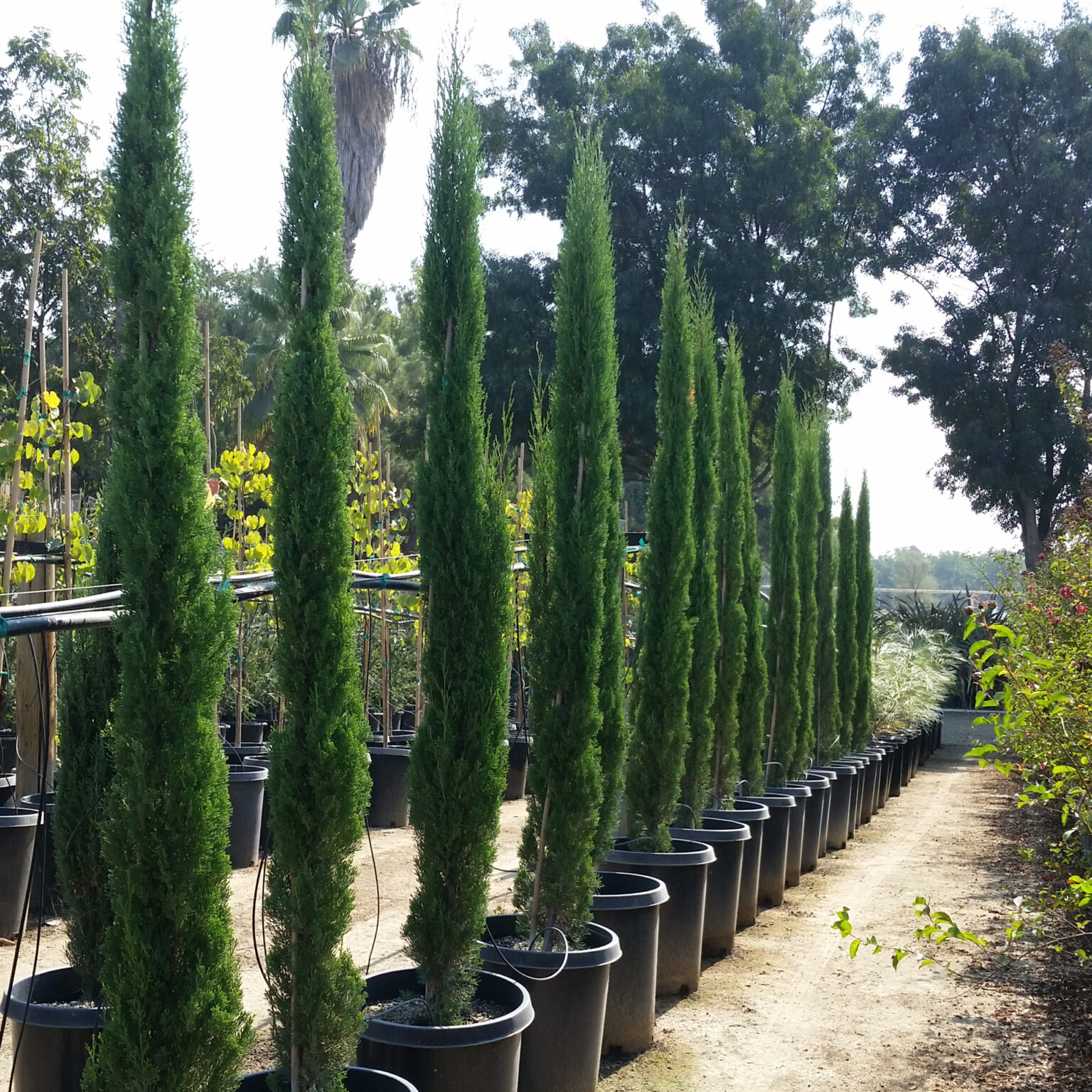 Cupressus sempervirens 'Totem' - Dwarf Italian Cypress - Mid Valley Trees