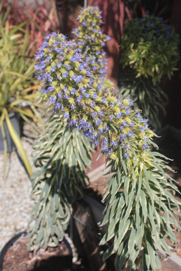 Echium candicans 'Star of Madeira' - Variegated Pride of Madeira - Image 5