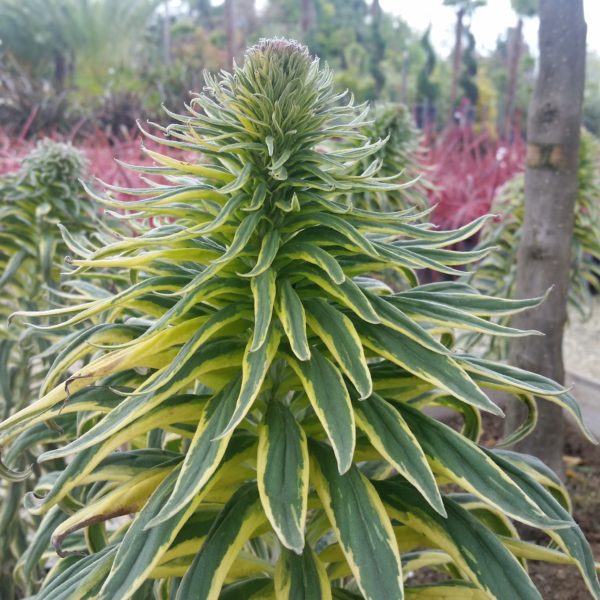 Echium candicans 'Star of Madeira' - Variegated Pride of Madeira - Image 2