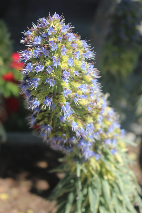 Echium candicans 'Star of Madeira' - Variegated Pride of Madeira - Image 3