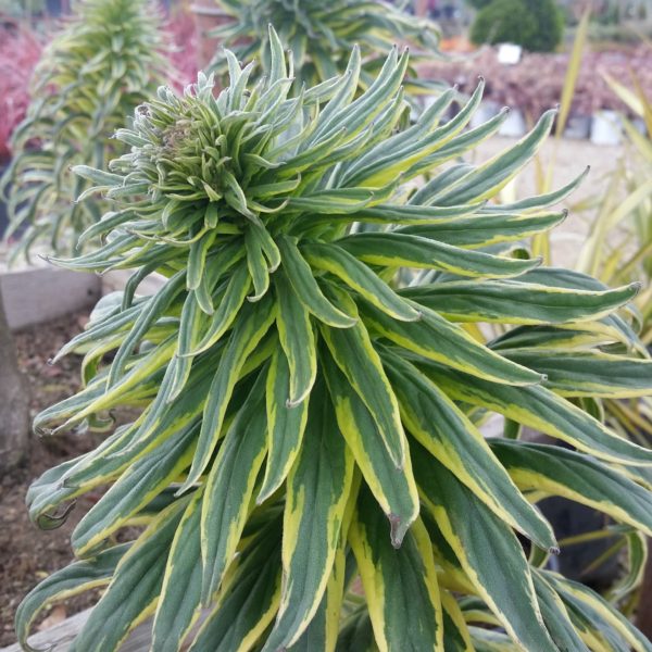 Echium candicans 'Star of Madeira' - Variegated Pride of Madeira