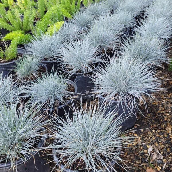 Festuca glauca - Blue Fescue