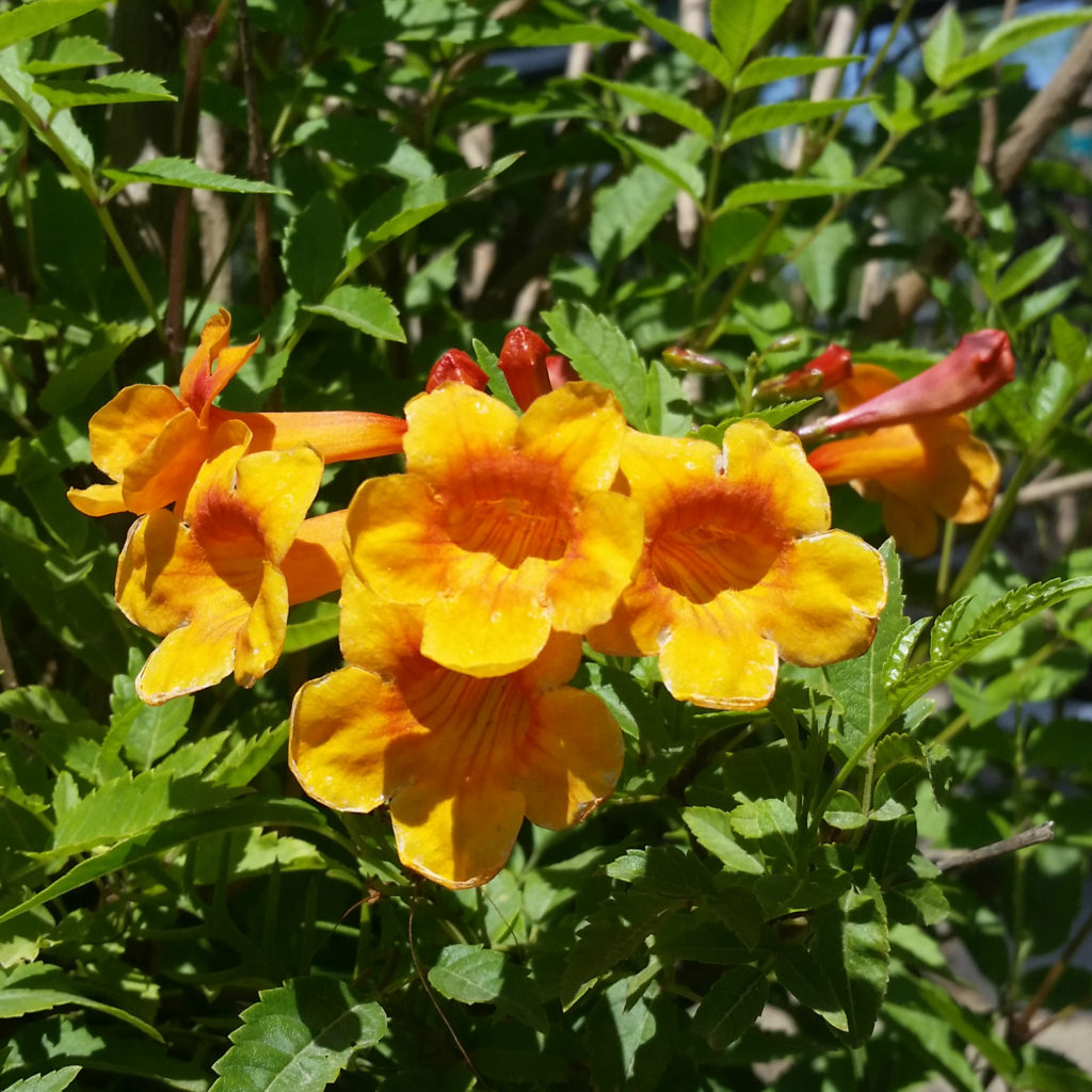 Tecoma Hybrids - Trumpet Vine - Mid Valley Trees