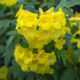 Tecoma x ‘Lydia™’ – Trumpet Flower