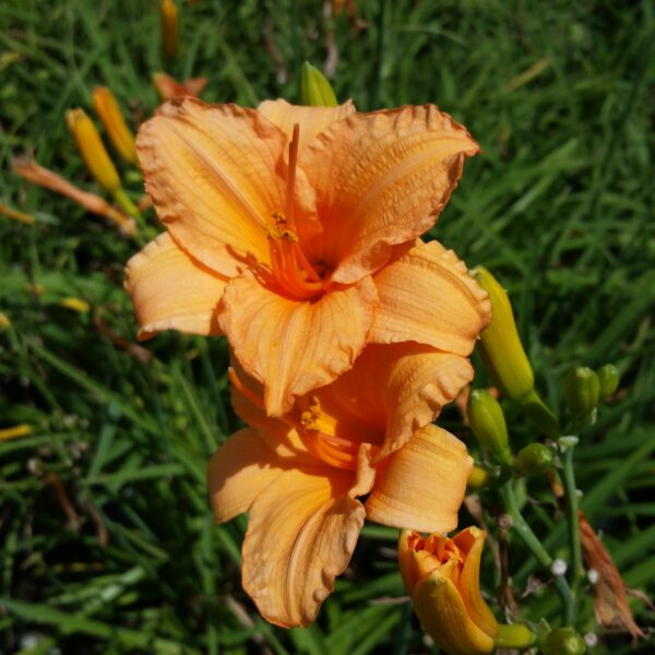 Hemerocallis 'Bertie Ferris' - Daylily SOLD OUT