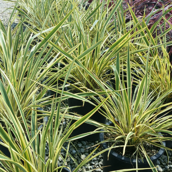 Phormium 'Golden Ray' - New Zealand Flax - Mid Valley Trees