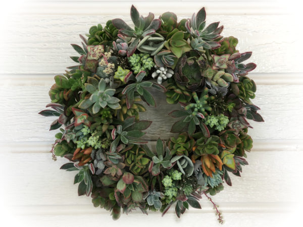 Assorted Succulent Wreaths - Image 4