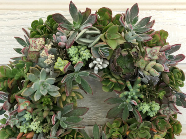 Assorted Succulent Wreaths - Image 2