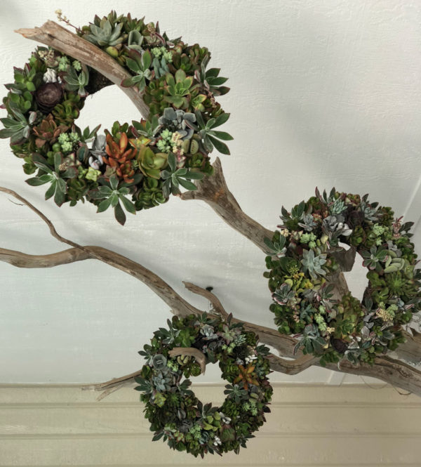 Assorted Succulent Wreaths - Image 3