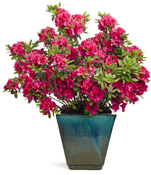 Azalea Bloom-A-Thon® 'Red' - Mid Valley Trees