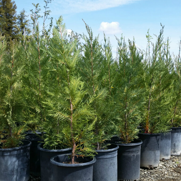 Cupressus x 'Leylandii' - Cypress - Mid Valley Trees