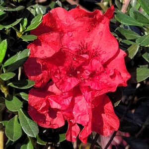 Azalea Encore® 'Autumn Fire™' - Dwarf Reblooming Azalea