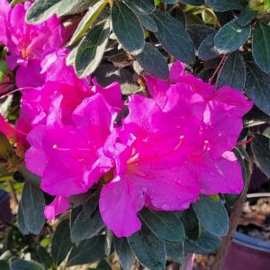 Azalea Encore® 'Autumn Royalty™' - Dwarf Reblooming Azalea