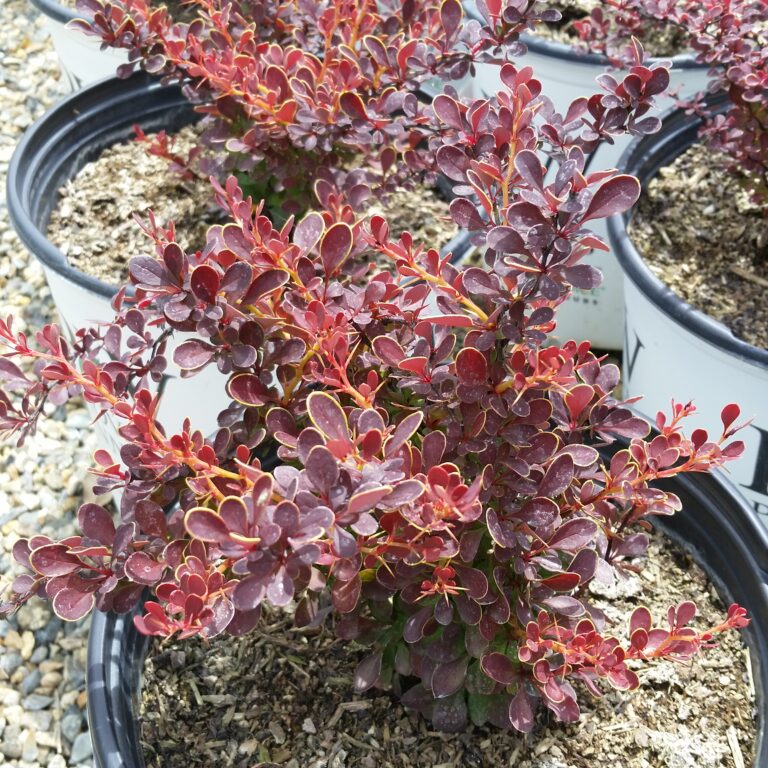 Berberis thunbergii Sunjoy® 'Mini Salsa' - Barberry - Mid Valley Trees