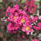 Lagerstroemia indica ‘Delta Fusion™’ – Crape Myrtle