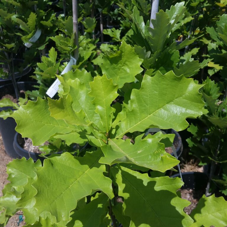 Quercus robur var. bicolor 'Kindred Spirit®' - Mid Valley Trees