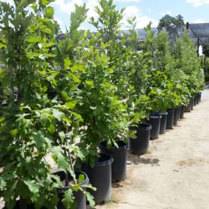 Quercus x warei 'Birthday Candle' - Oak