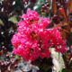 Lagerstroemia ‘Double Dynamite®’ – Shrub Crape Myrtle