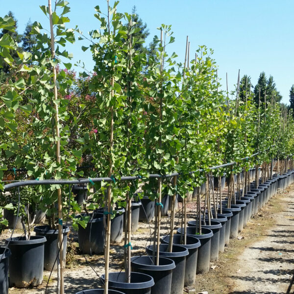 Ginkgo biloba 'Magyar' - Maidenhair Tree