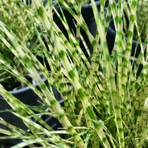 Miscanthus sinensis 'Strictus' - Porcupine Grass - Image 2