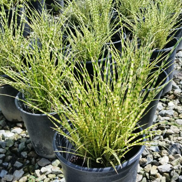 Miscanthus sinensis 'Strictus' - Porcupine Grass